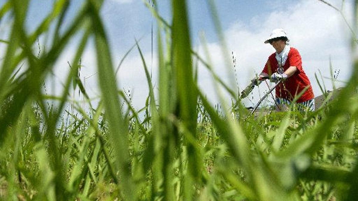 You've used weed and feed; now water? Tips, timing, more for ...