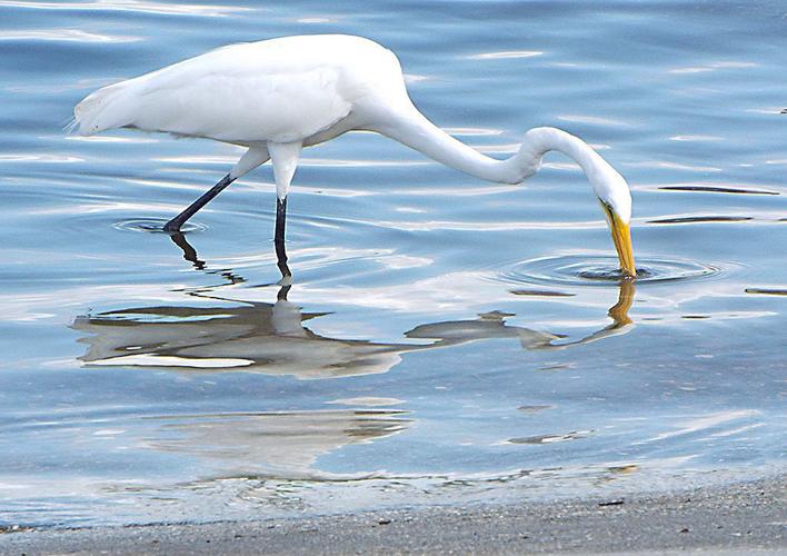 Photo club presents annual honors St. Tammany community news