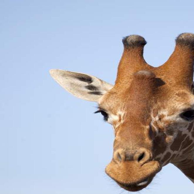 Kenya 3d At Imax Is A Spectacular Look At Animals In Nature