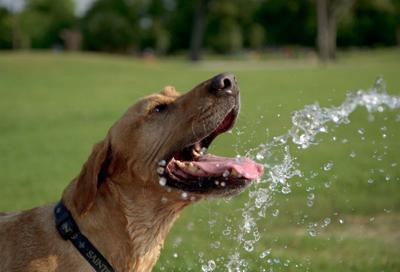 11 tips to keep your dogs safe in the heat (copy) (copy)
