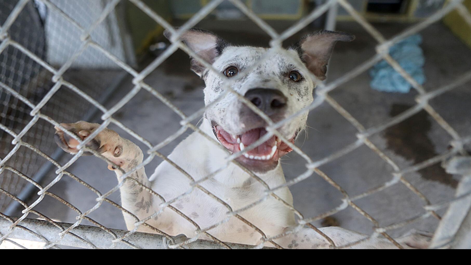 Summer Surge Of Animals Overcrowd Shelters As Covid Adoption Bubble Bursts St Tammany Community News Nola Com