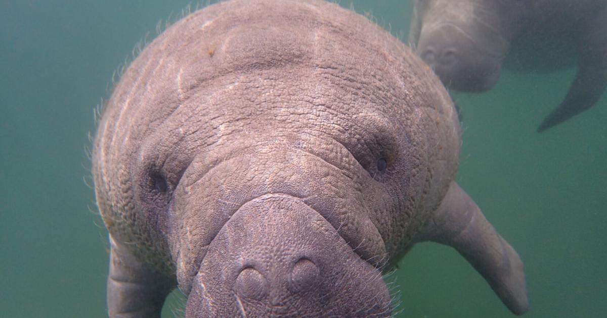 See magical manatees gather in the warm waters of Crystal River, Florida, a nonstop flight away | Entertainment/Life See magical manatees gather in the warm waters of Crystal River, Florida, a nonstop flight away | Entertainment/Life