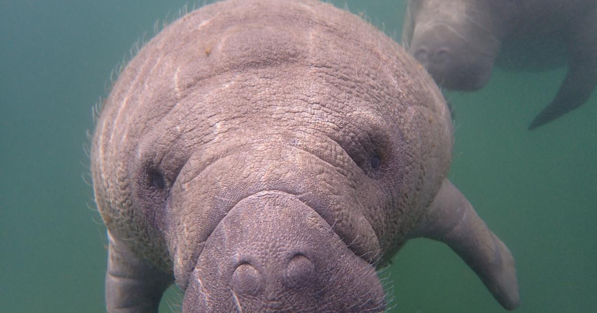 See magical manatees gather in the warm waters of Crystal River, Florida, a nonstop flight away | Entertainment/Life