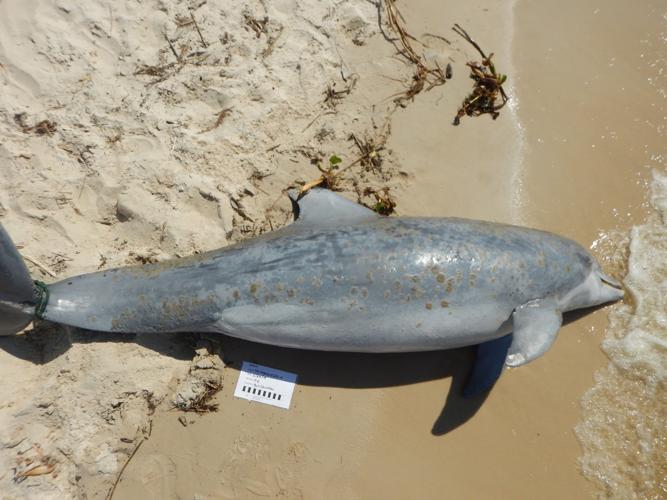 Stranding of 261 dolphins, possibly linked to high Mississippi River, declared ‘unusual mortality event’