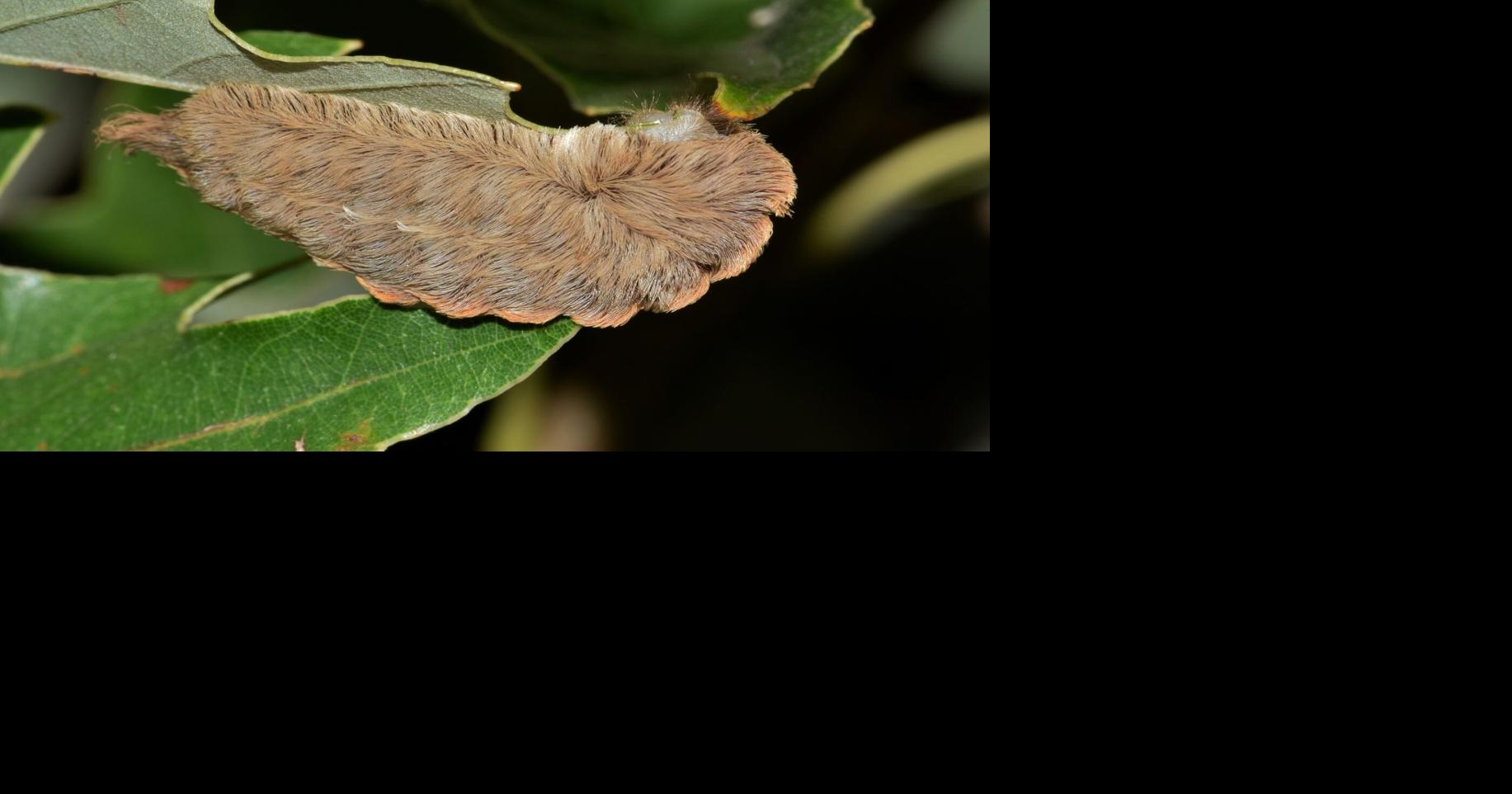 These furry, stinging bugs are emerging in New Orleans: ‘Like if Chewbacca became a caterpillar'
