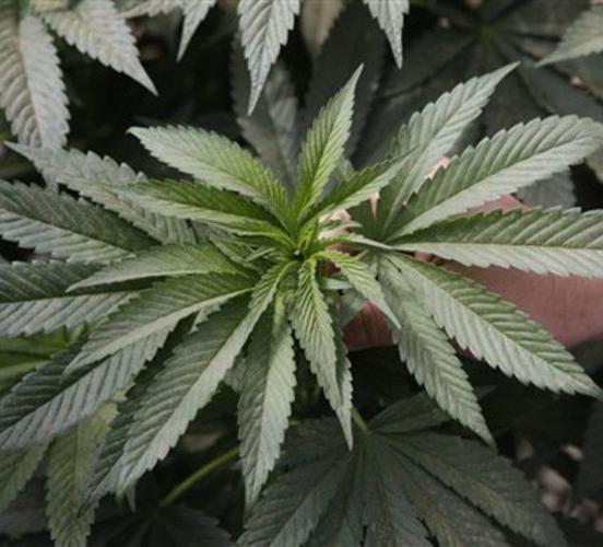 LSU AgCenter picks Nevada-based vendor for medical marijuana program