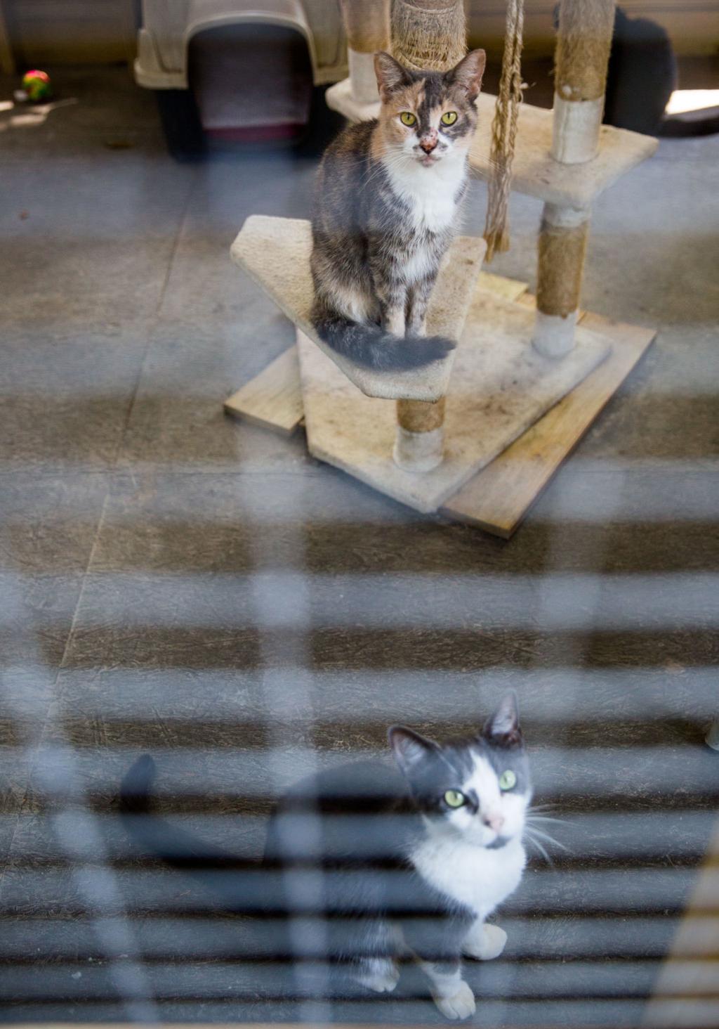 Big Sky Promotes Education Compassion When It Comes To Stray