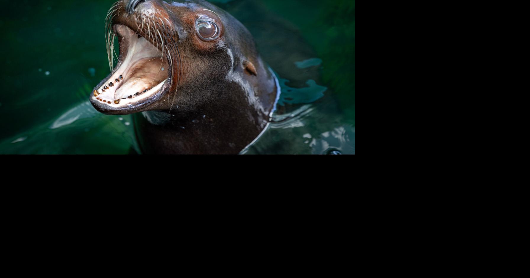 Photos: Meet Missy, Audubon Zoo's newest sea lion