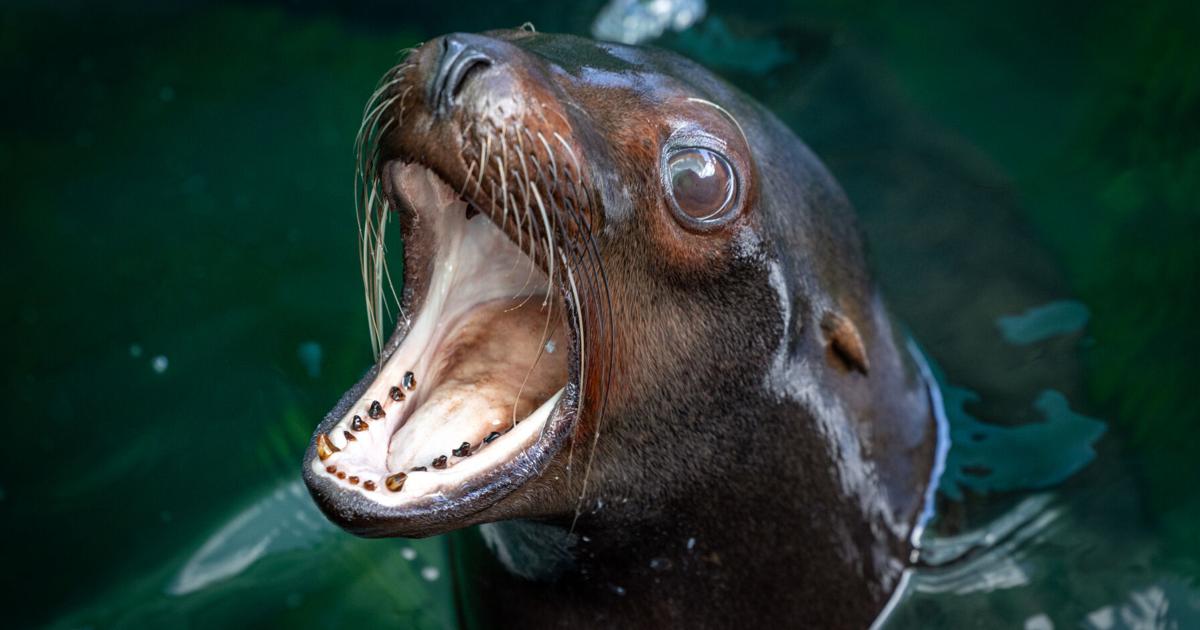 Photos: Meet Missy, Audubon Zoo's newest sea lion