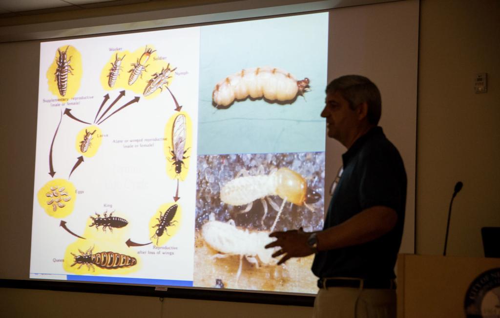 Formosan Termite Swarms Return To New Orleans Will Cold Winter Affect Mosquito Termite Seasons Environment Nola Com