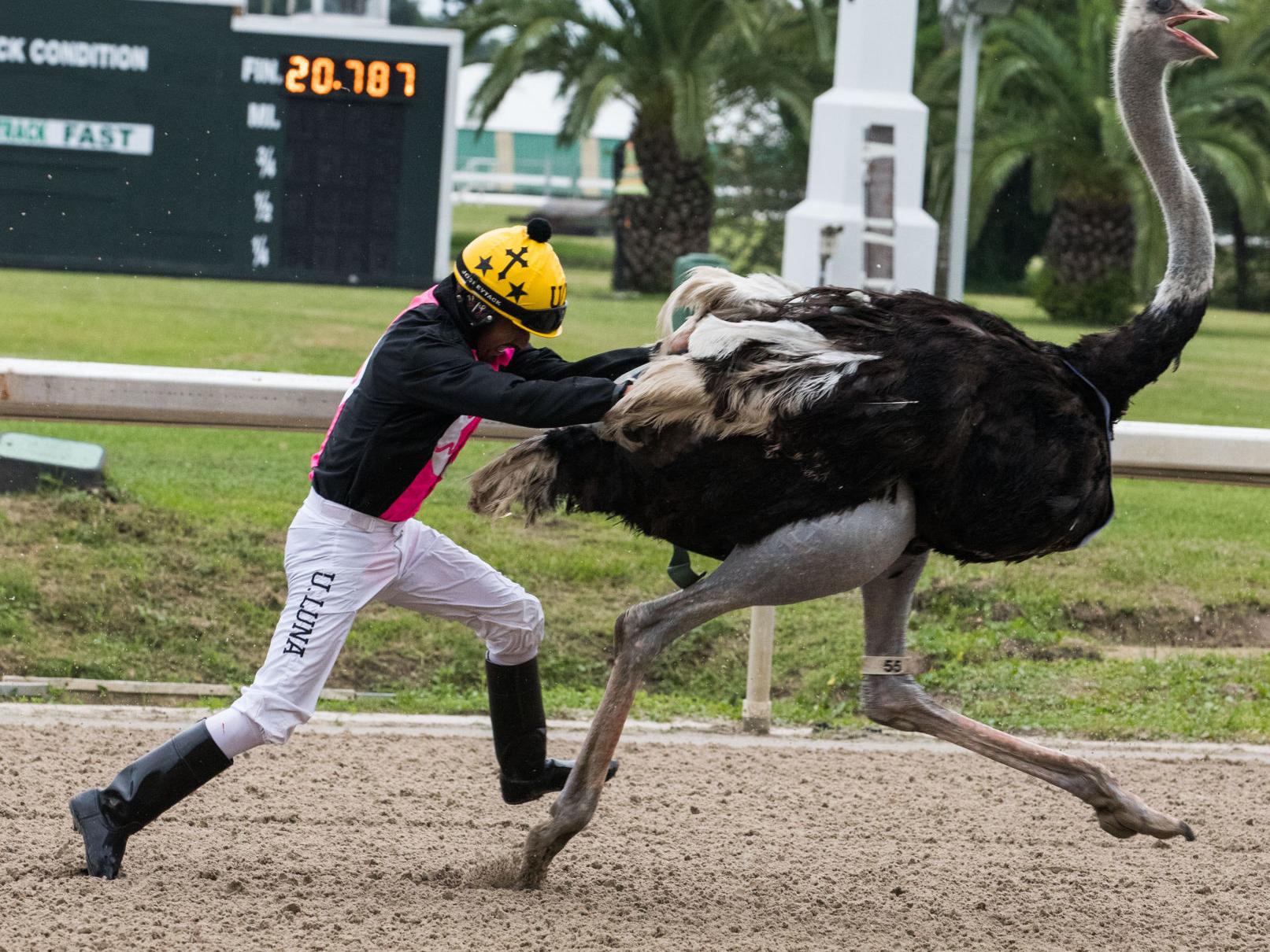 Ostrich Racing Rooks County Ostriches Racing