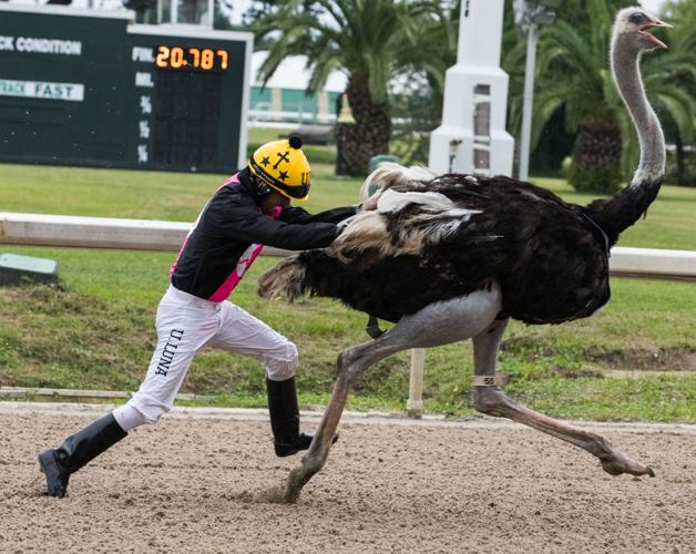 There is nothing strange about this Astros mascot riding an ostrich 