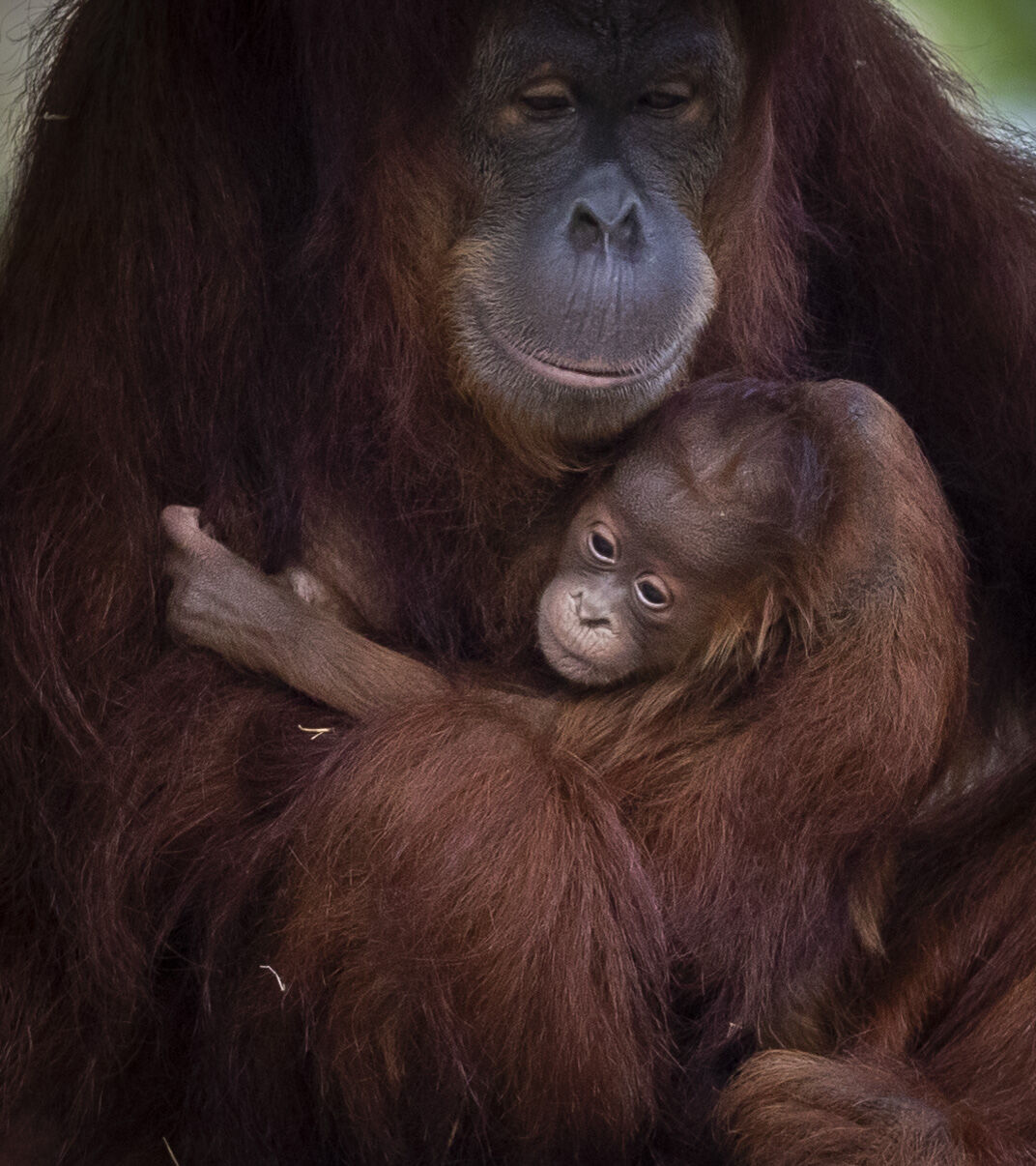 Endangered Sumatran orangutan baby makes Audubon Zoo debut, with