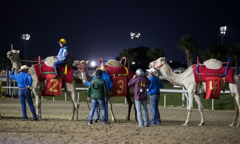 Race fans turn out to see ostriches go neck and neck at Fair Grounds