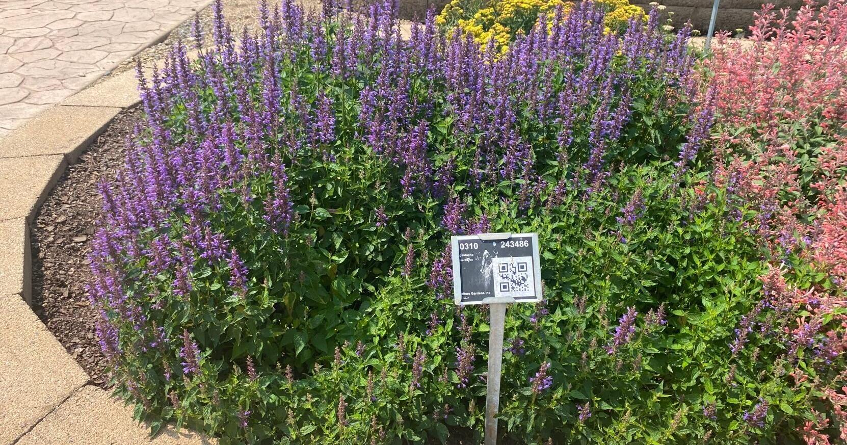 For a garden color splash, bring on the agastache | Entertainment/Life - Vimarsana News