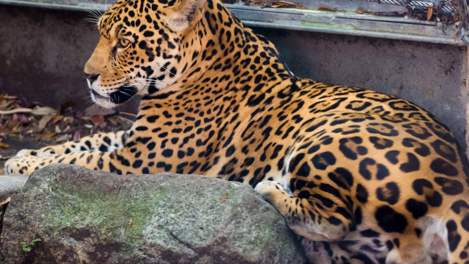 Jaguar at Audubon Zoo busted steel barrier before killing 9 animals,  officials believe | News 
