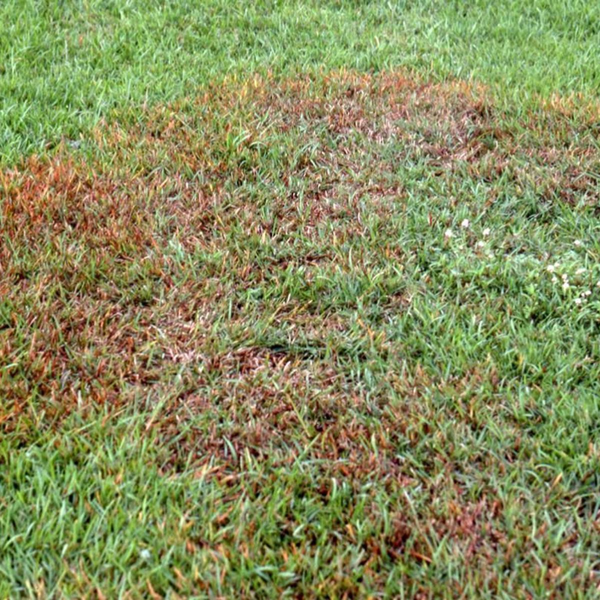 How To Treat Fungus Causing Brown Patches In Lawns Dan Gill S Mailbag Home Garden Nola Com How To Treat Fungus Causing Brown Patches In Lawns Dan Gill S Mailbag Home Garden Nola Com
