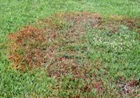 How To Treat Fungus Causing Brown Patches In Lawns Dan Gill S Mailbag Home Garden Nola Com