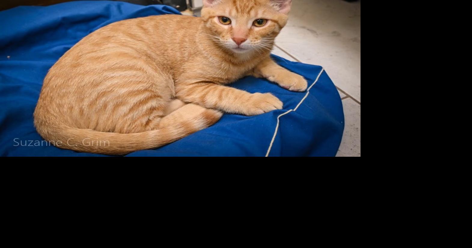 Meet Pumpkin! He is an adventurous kitten and is our pet of the week.