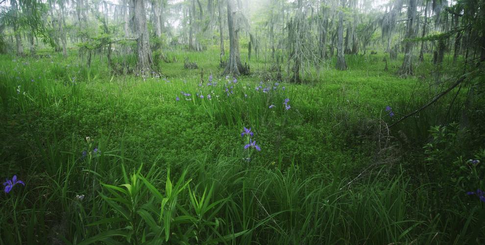 Slidell photographer John Paul Duet gets on knees to bring Louisiana
