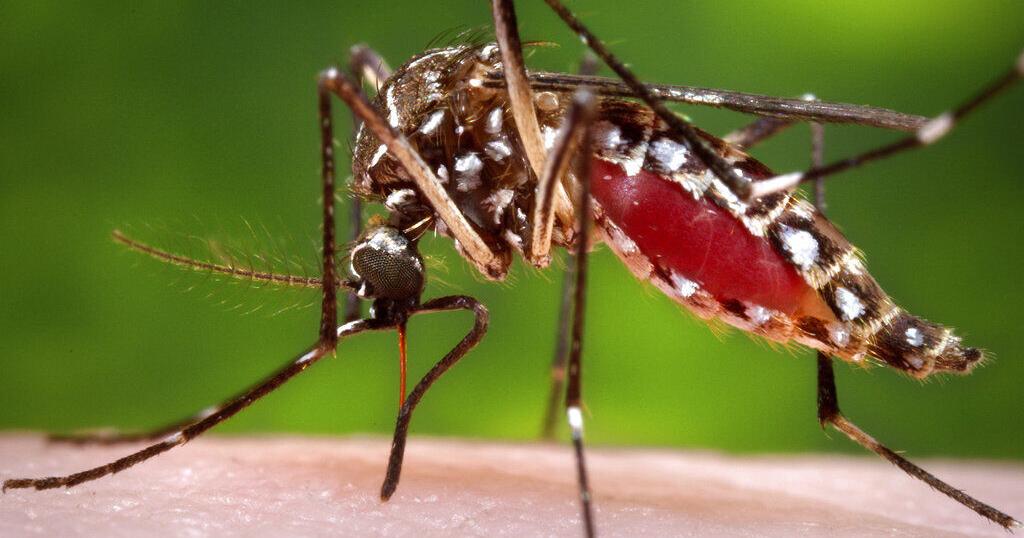 Plants alone can't repel mosquitoes, but using them can help | Home/Garden - Vimarsana News