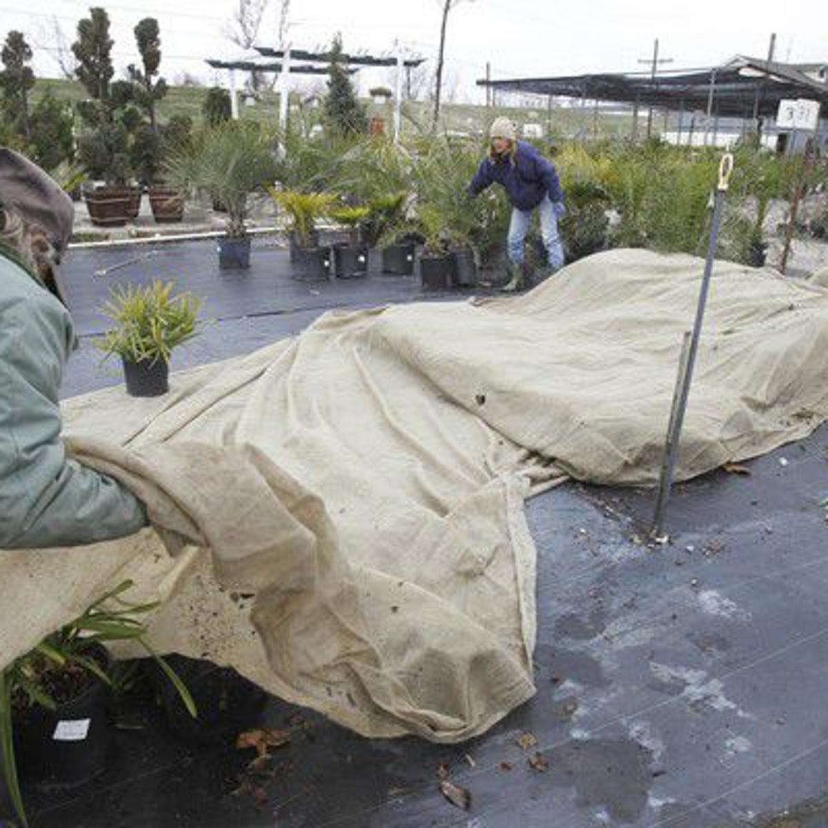 Should You Use Fabric Or Plastic Covers For Plants This Winter Tips For Surviving Freeze Home Garden Nola Com