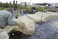Should You Use Fabric Or Plastic Covers For Plants This Winter