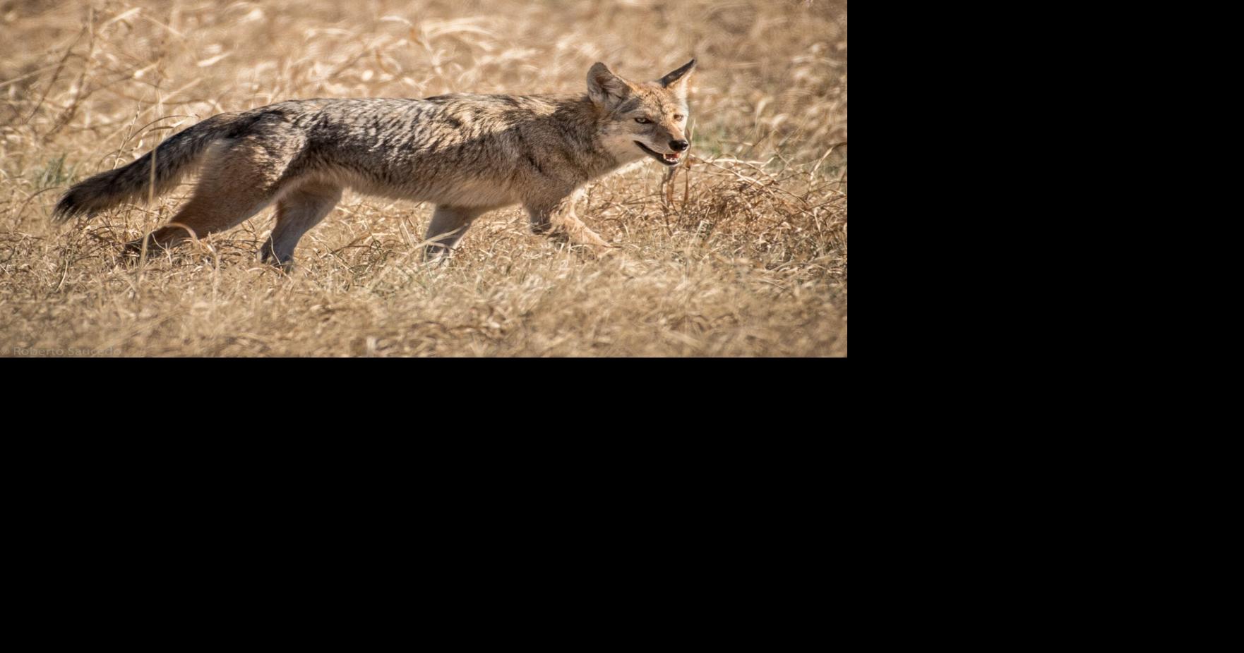 Mandeville coyote sightings need a management plan response