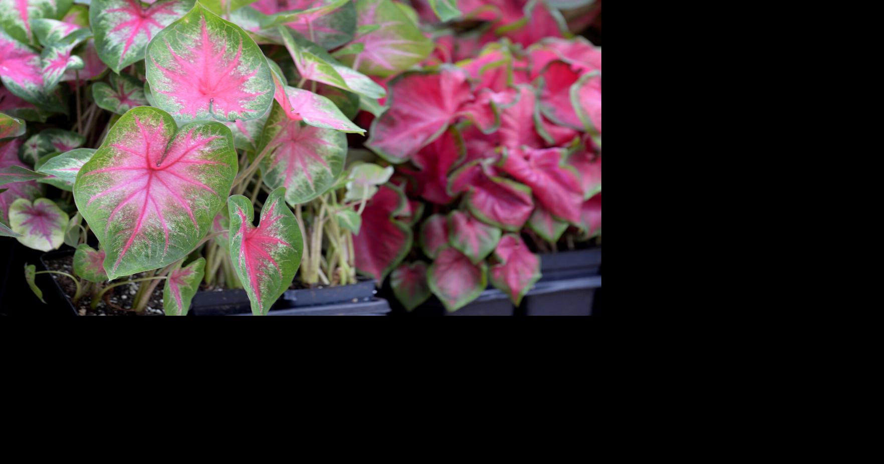 Caladiums go dormant in the fall and are not a suitable houseplant during a Louisiana winter