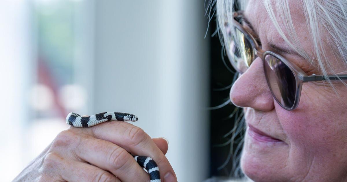 It's Snake Day. Louisiana experts explain why you should protect and not kill them.