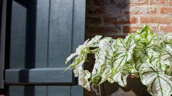 How To Save Caladium Bulbs Now For Great Garden Color Next Year
