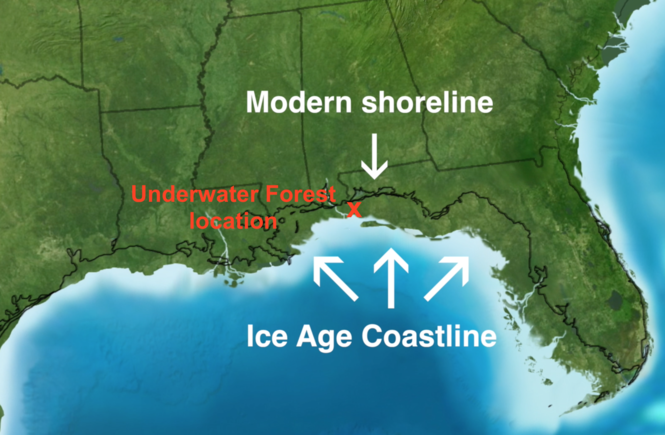 Gulf's 60,000-year-old underwater forest spills its secrets in new