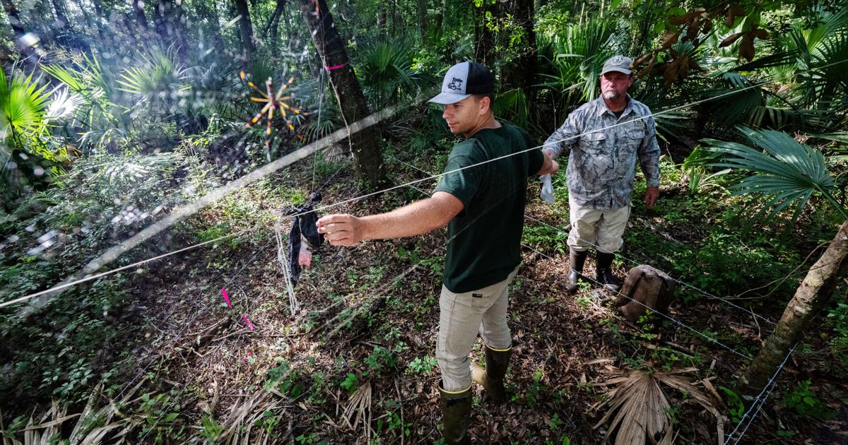Bear spray, tampons and donuts: Here's how this team tracks Louisiana's black bear population