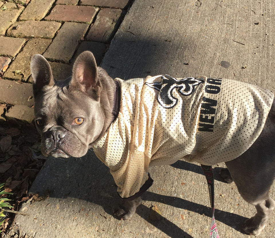 Who Dat dogs: See photos of New Orleans Saints' furry friends on National  Dog Day, Photos