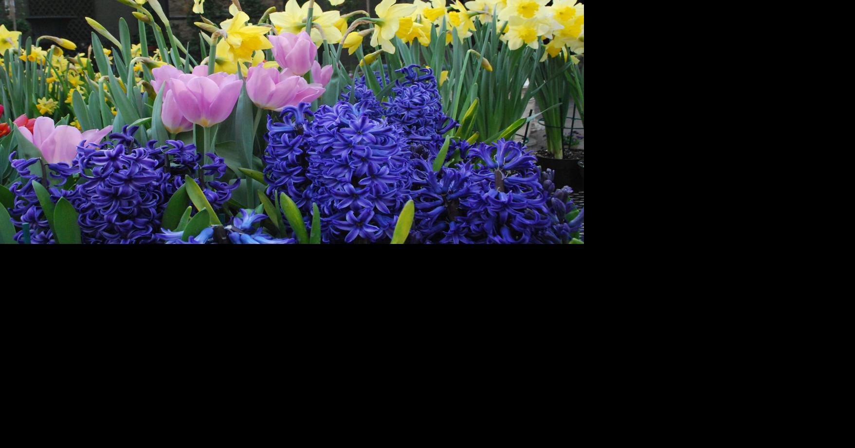 Digging In: Buy spring flowering bulbs now | Home/Garden | nola.com