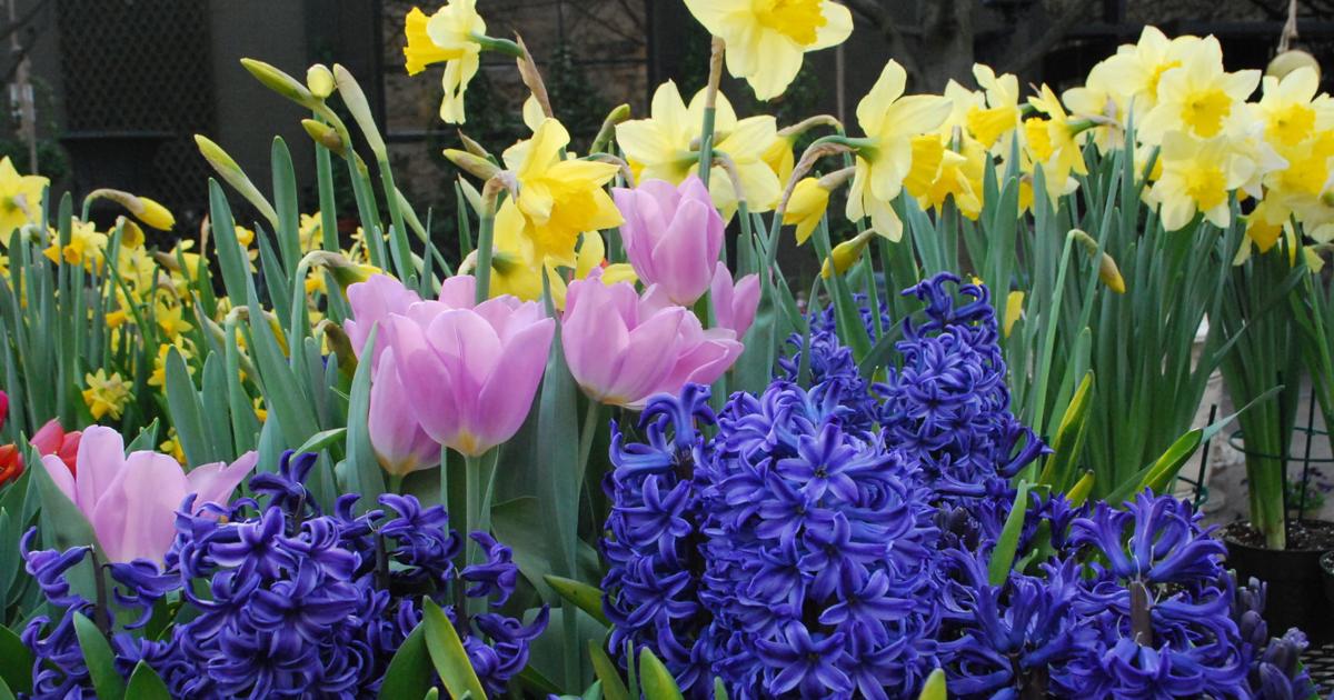 Assorted Spring Bulbs Digging In: Buy spring flowering bulbs now | Home/Garden | nola.com