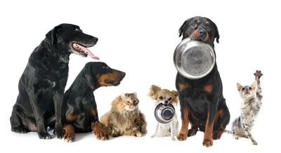 Dogs and Cats with Food Bowls