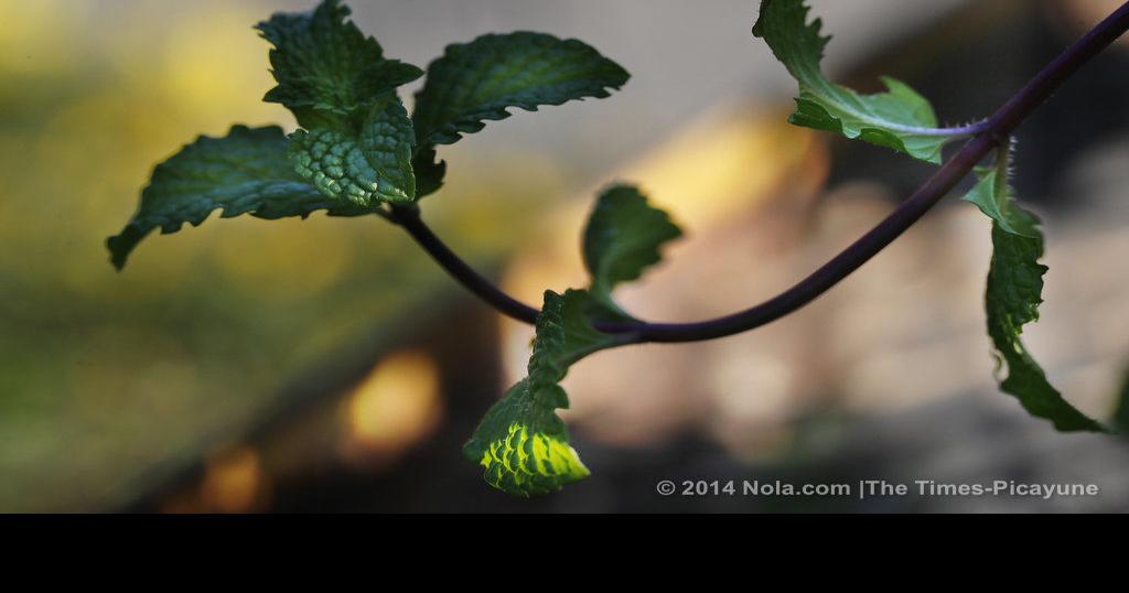 Do any plants really repel mosquitoes? Home/Garden