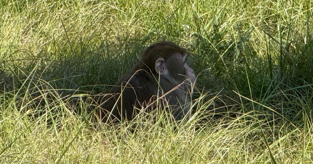Mississippi mother kills escaped monkey fearing for children's safety, 1 left on the lam