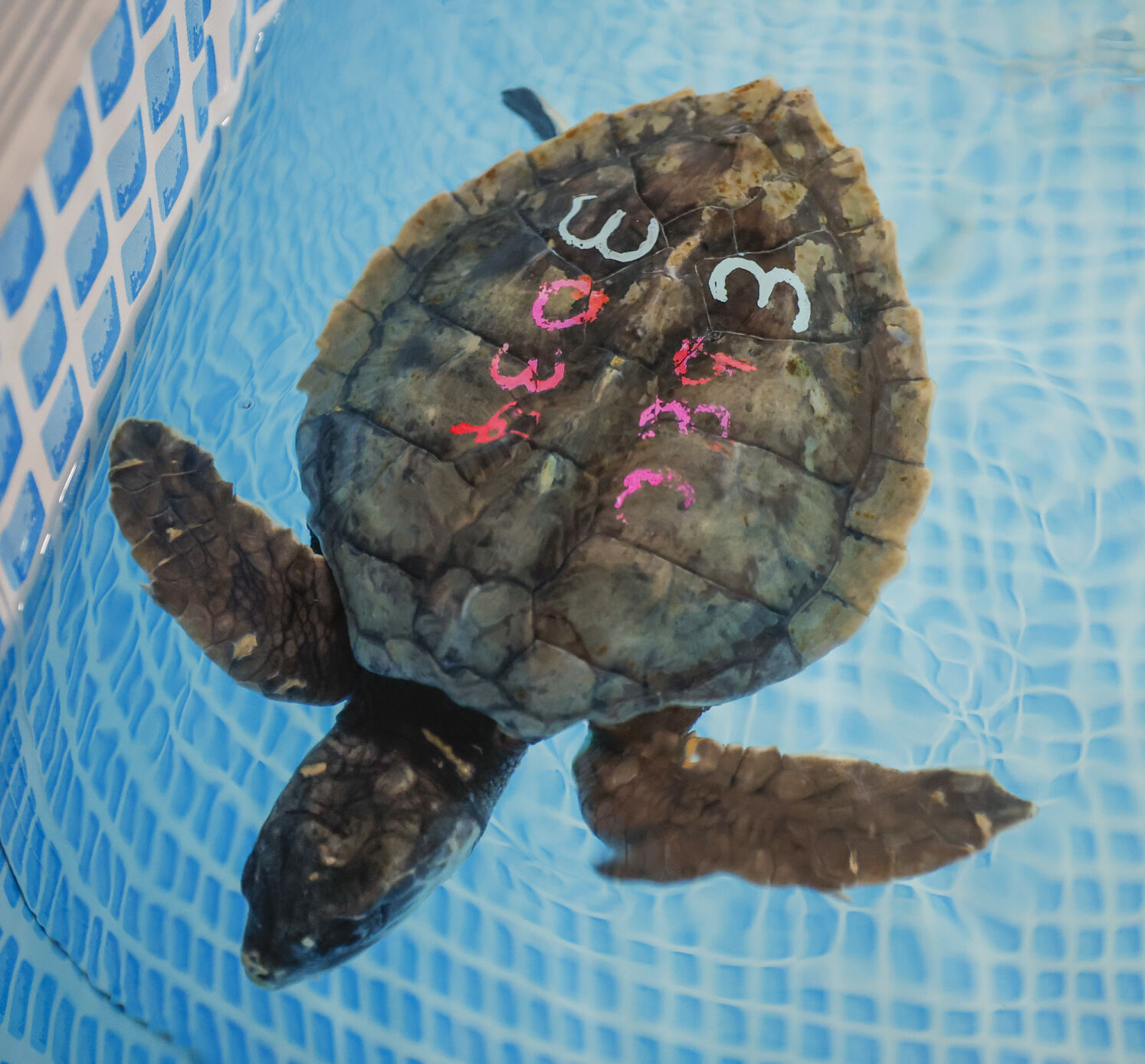 Endangered sea turtles flown to New Orleans to receive care | Photos ...