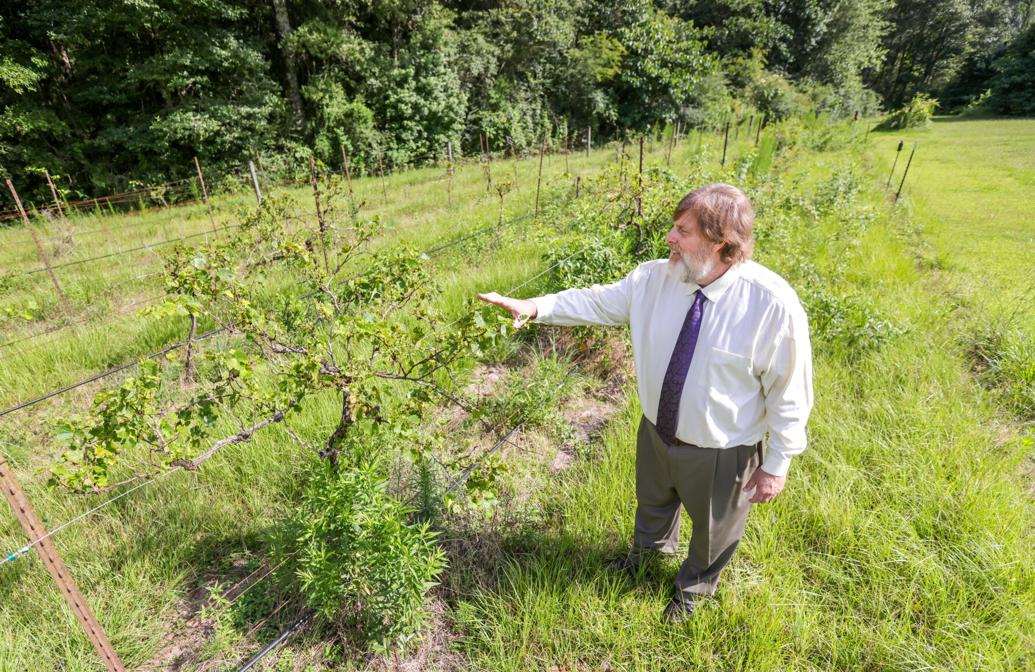 Got a taste for the grape? With a $675K price tag, Pontchartrain Blanc Du Bois Grape Vines For Sale