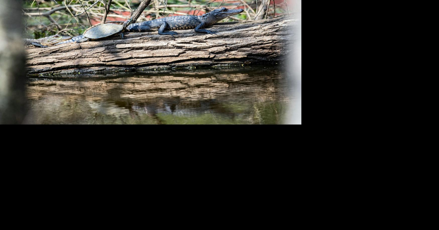 Got $50? Louisiana might soon let you hunt one of its 3 million alligators.