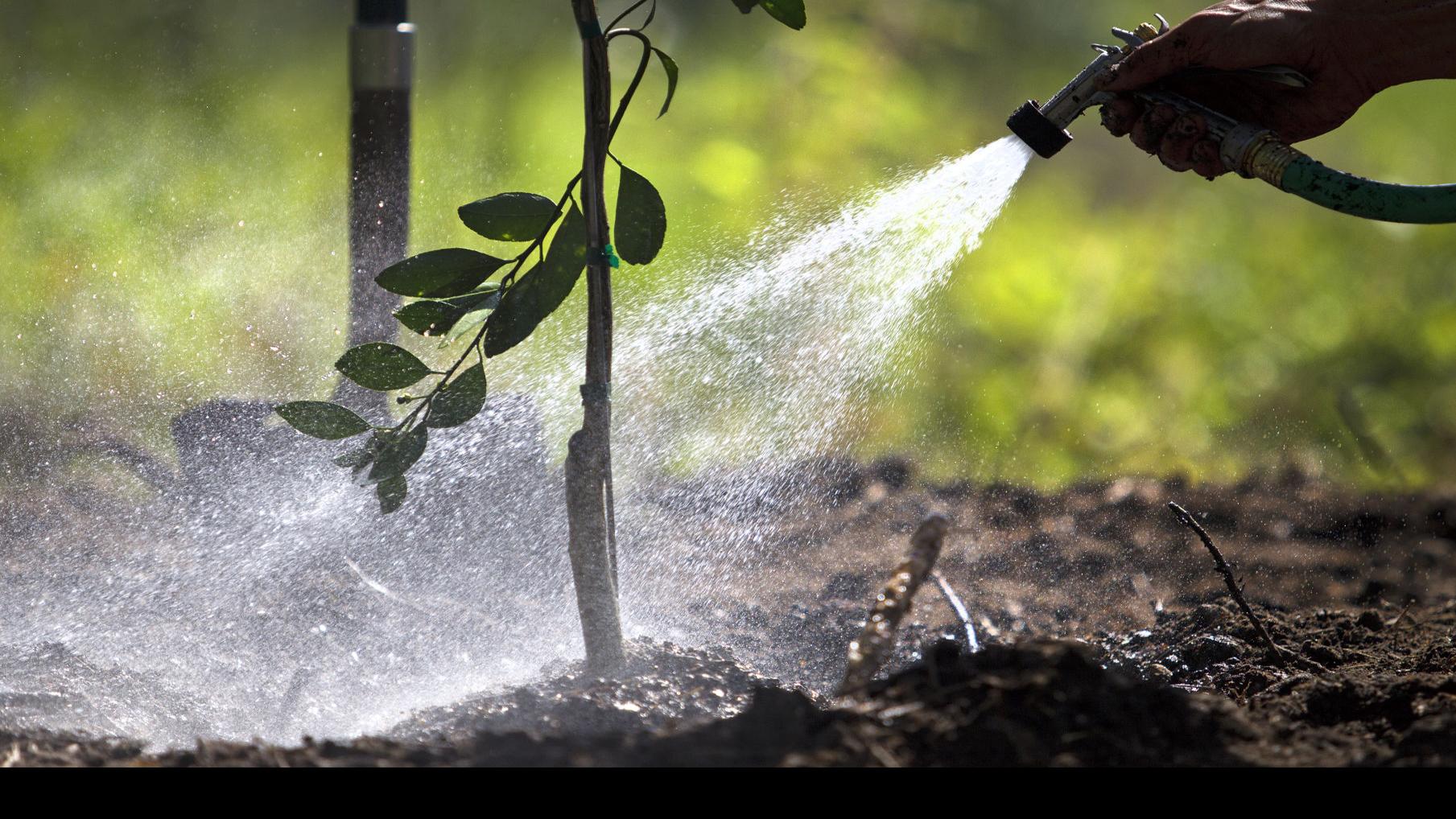 dan gill the clock s ticking on transplanting hardy trees and shrubs home garden nola com