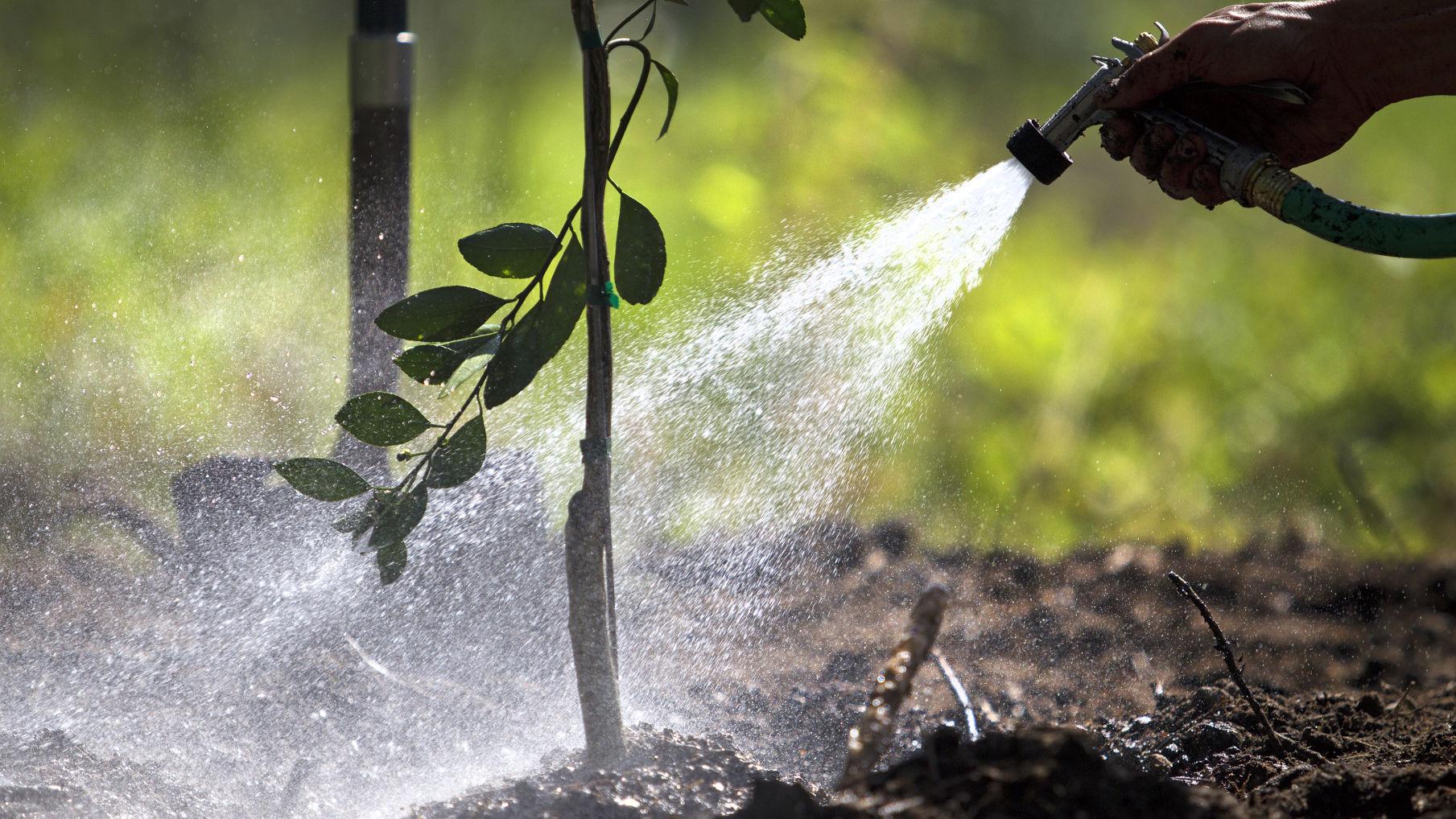 dan gill the clock s ticking on transplanting hardy trees and shrubs home garden nola com