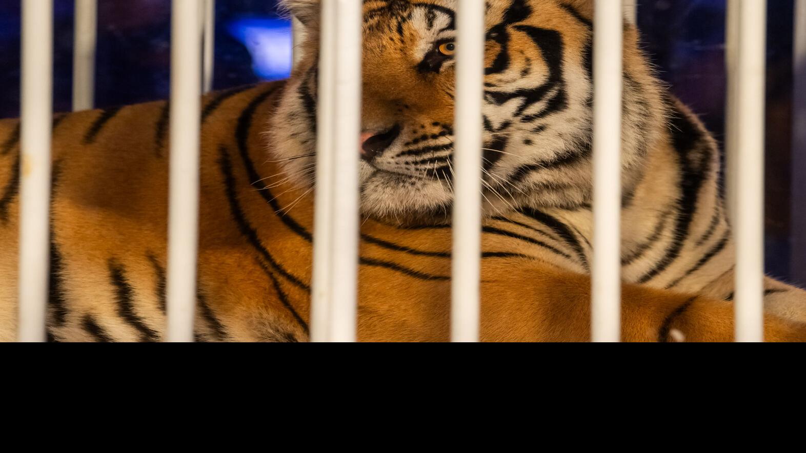 Jeff Landry defends live tiger at LSU-Alabama football game | Local  Politics | nola.com