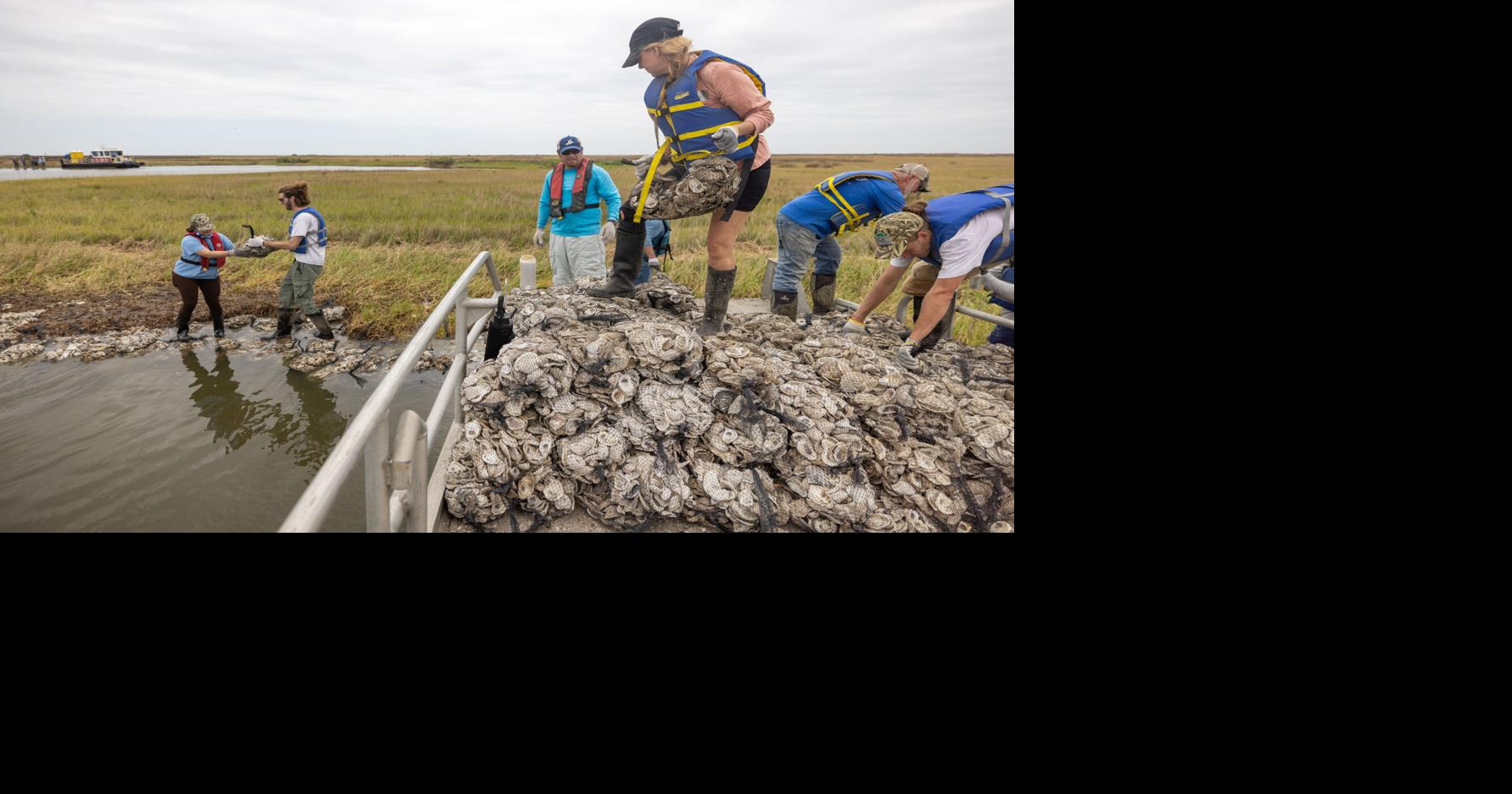 On the edge of Louisiana's marsh, the shoreline will soon be alive. It's part of a plan.