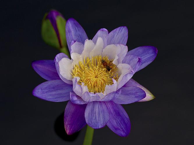 Photo club presents annual honors St. Tammany community news