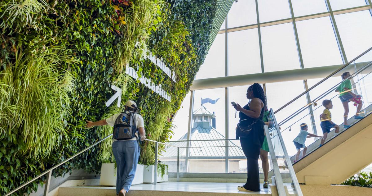 How a living wall, like Audubon Aquarium’s, can soothe the psyche in sterile spaces
