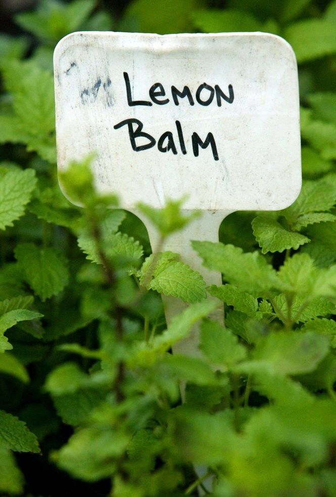 10 herbs that thrive in Louisiana heat and great recipes to use them