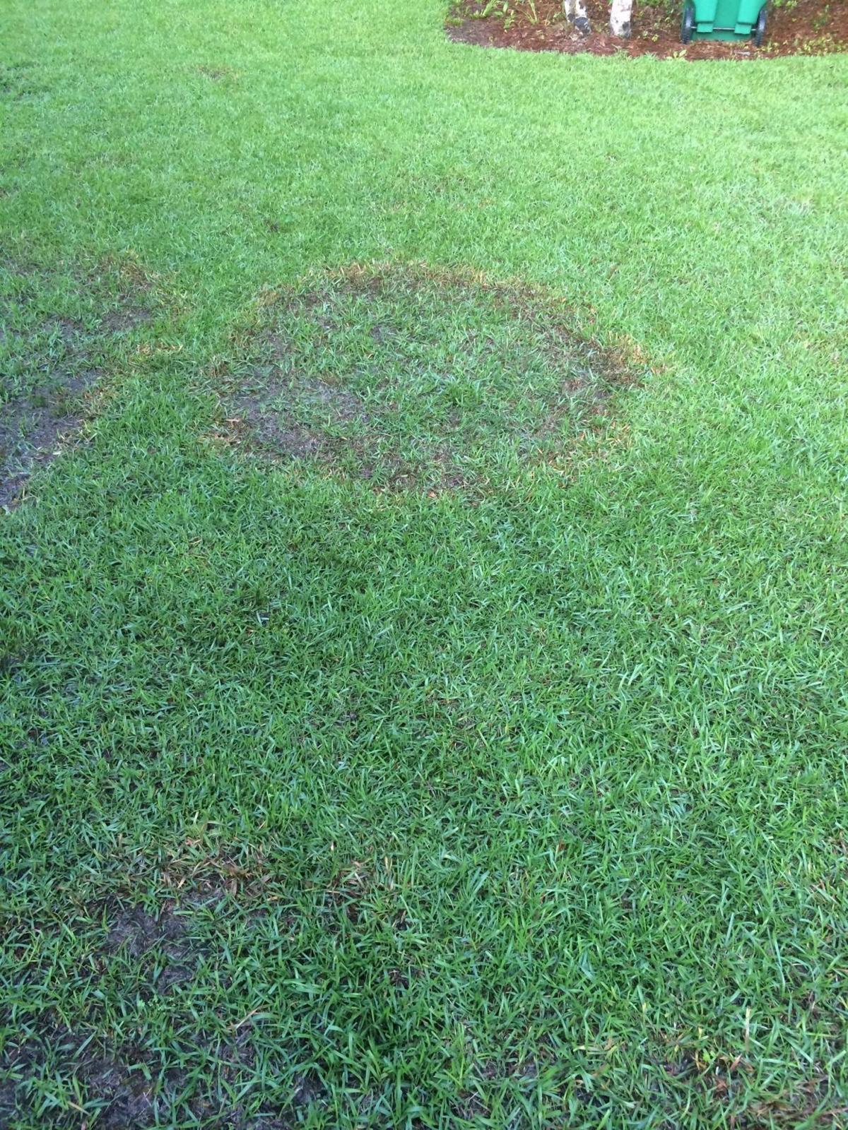 How To Treat Fungus Causing Brown Patches In Lawns Dan Gills Mailbag